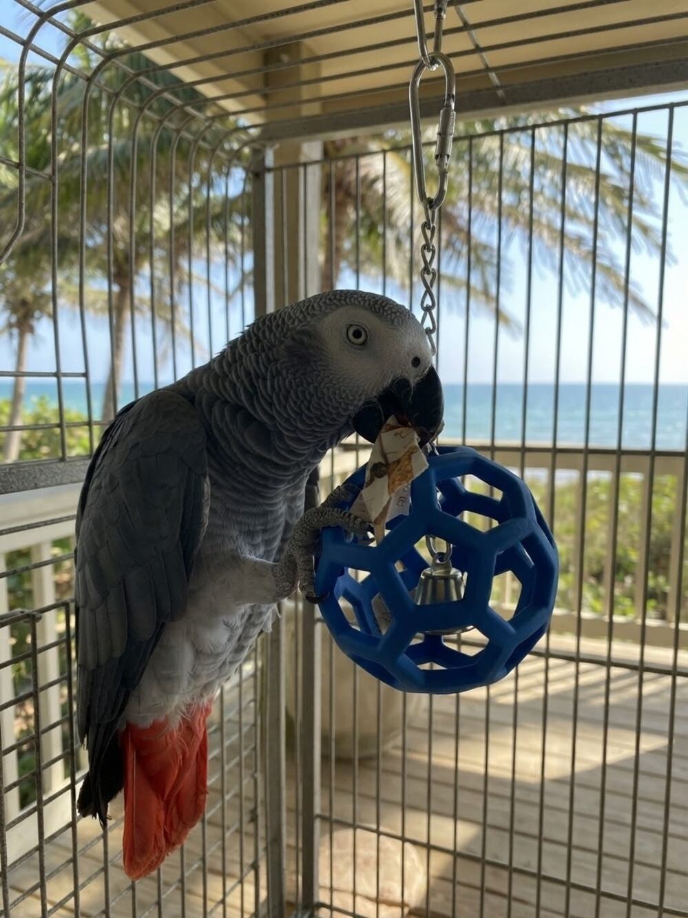 JW Pet ActiviToys Hol-ee Roller Bird Toy Parrot Cage Enrichment Blue New